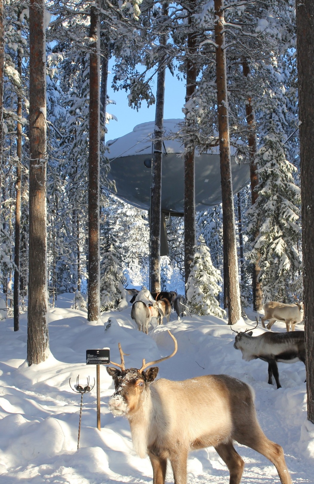 Sweden Ice Hotel & Treehotel