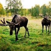 Moose Safari - Treehotel Activity